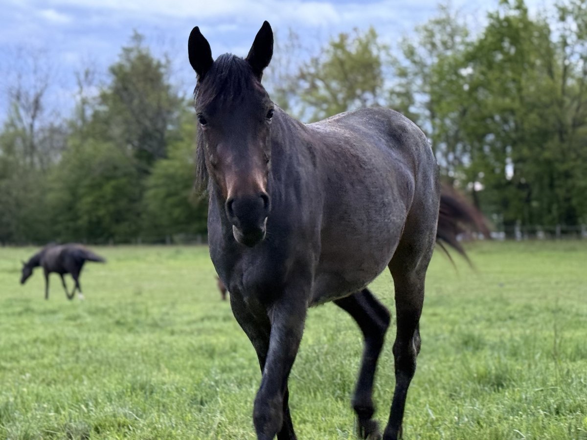 American Quarter Horse Merrie 3 Jaar 155 cm Roan-Bay in Thodure