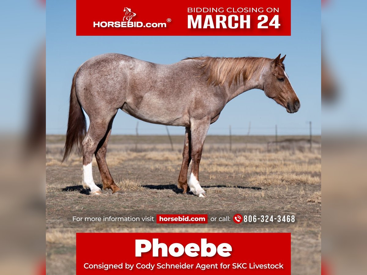 American Quarter Horse Merrie 3 Jaar 157 cm Roan-Red in Canyon, TX