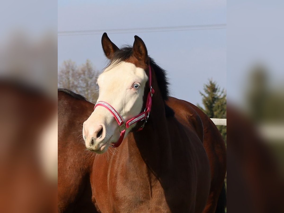 American Quarter Horse Merrie 3 Jaar Bruin in Schlammersdorf