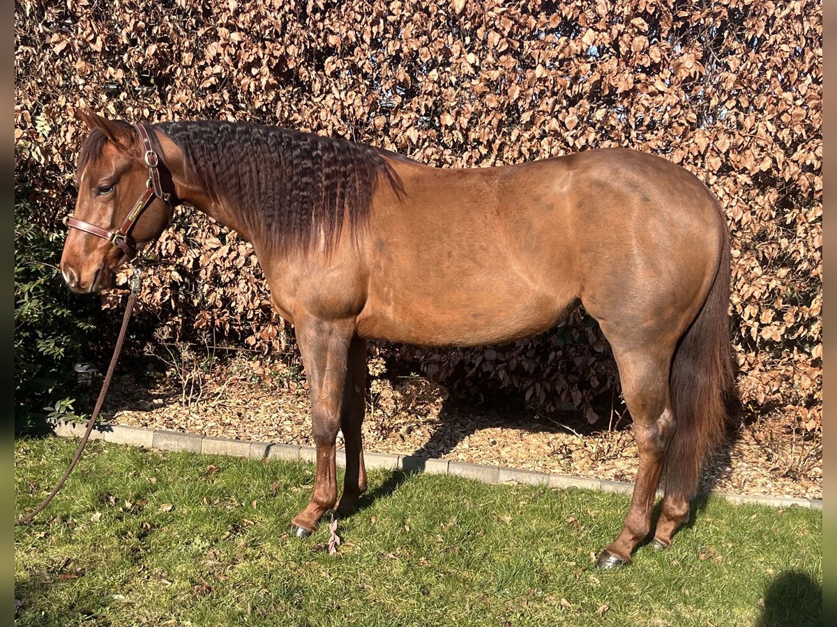 American Quarter Horse Merrie 3 Jaar Donkere-vos in Oostham