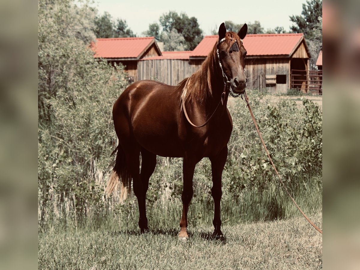 American Quarter Horse Merrie 3 Jaar Donkere-vos in Fort Collins
