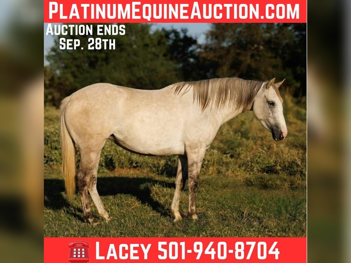 American Quarter Horse Merrie 4 Jaar 142 cm Appelschimmel in Quitman AR
