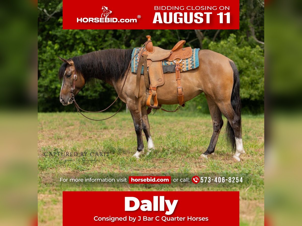 American Quarter Horse Merrie 4 Jaar 142 cm Falbe in Palmyra, MO