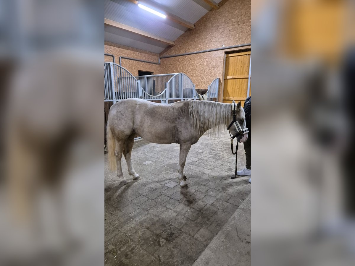 American Quarter Horse Merrie 4 Jaar 142 cm Palomino in Lkr. Göppingen