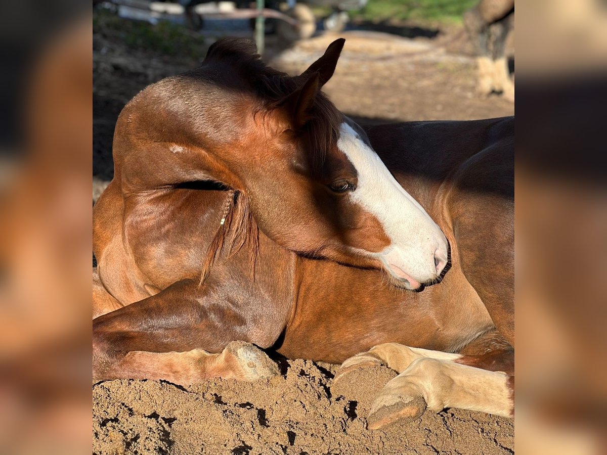 American Quarter Horse Merrie 4 Jaar 143 cm Donkere-vos in Neunkirchen-Seelscheid