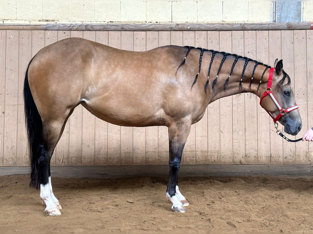 American Quarter Horse Merrie 4 Jaar 145 cm Buckskin in Eschenbach in der Oberpfalz