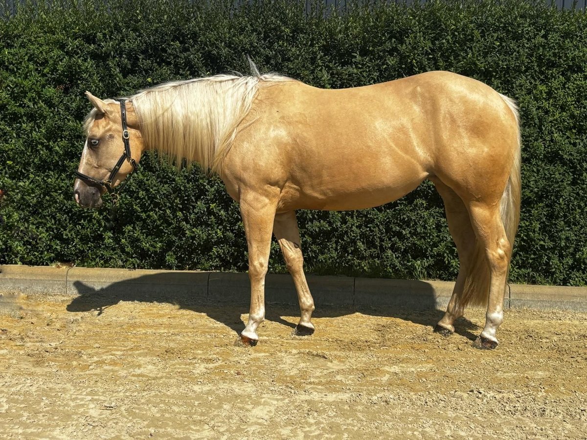 American Quarter Horse Merrie 4 Jaar 145 cm Palomino in Bad Laer
