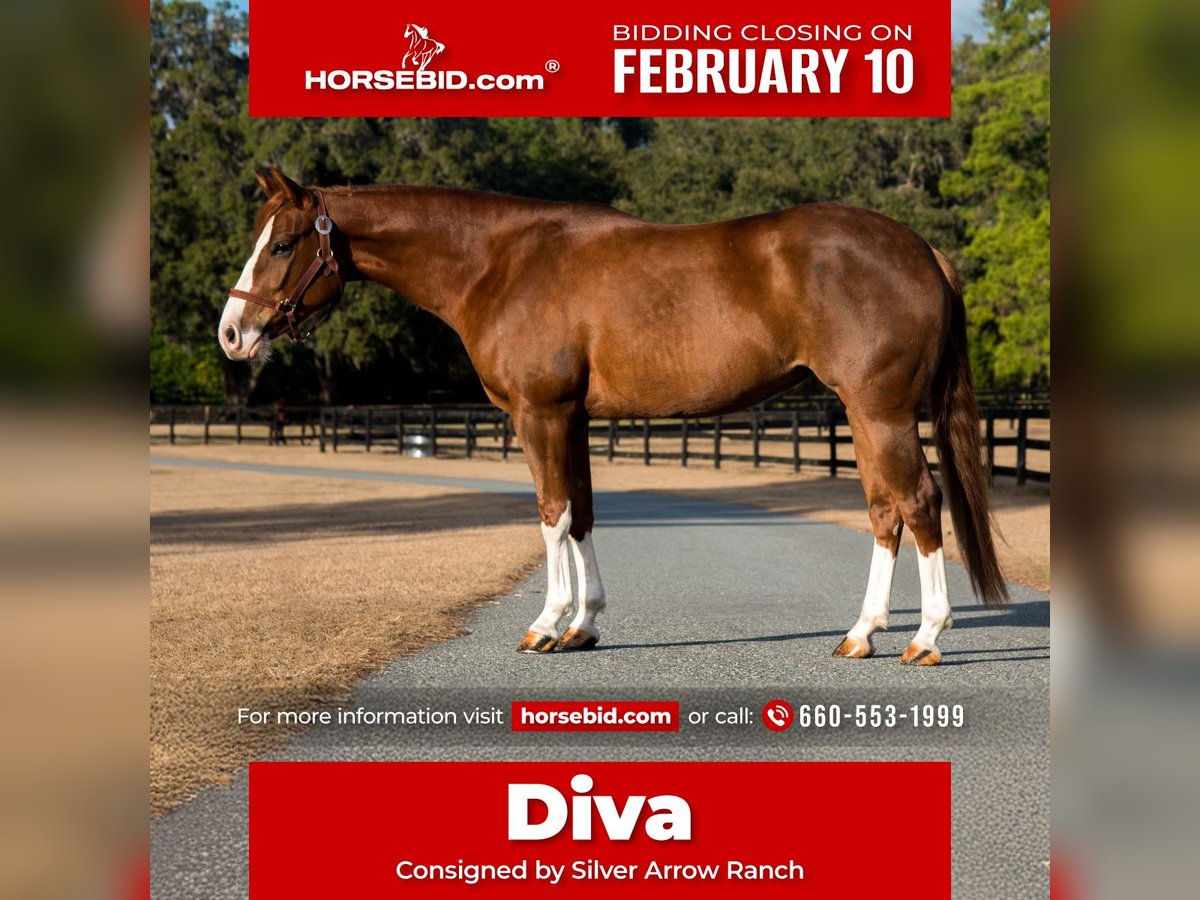 American Quarter Horse Merrie 4 Jaar 147 cm Roodvos in Morriston, FL