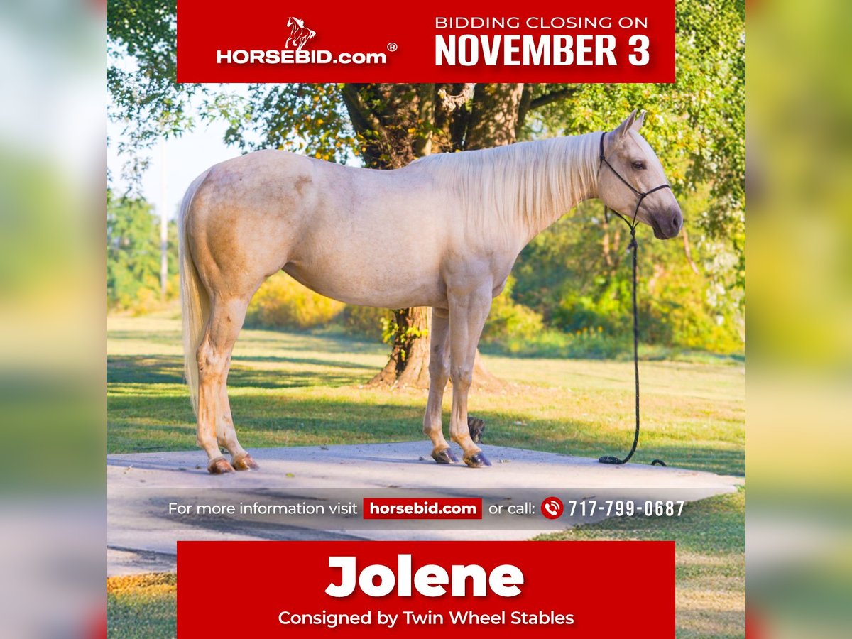 American Quarter Horse Merrie 4 Jaar 150 cm Palomino in New Holland