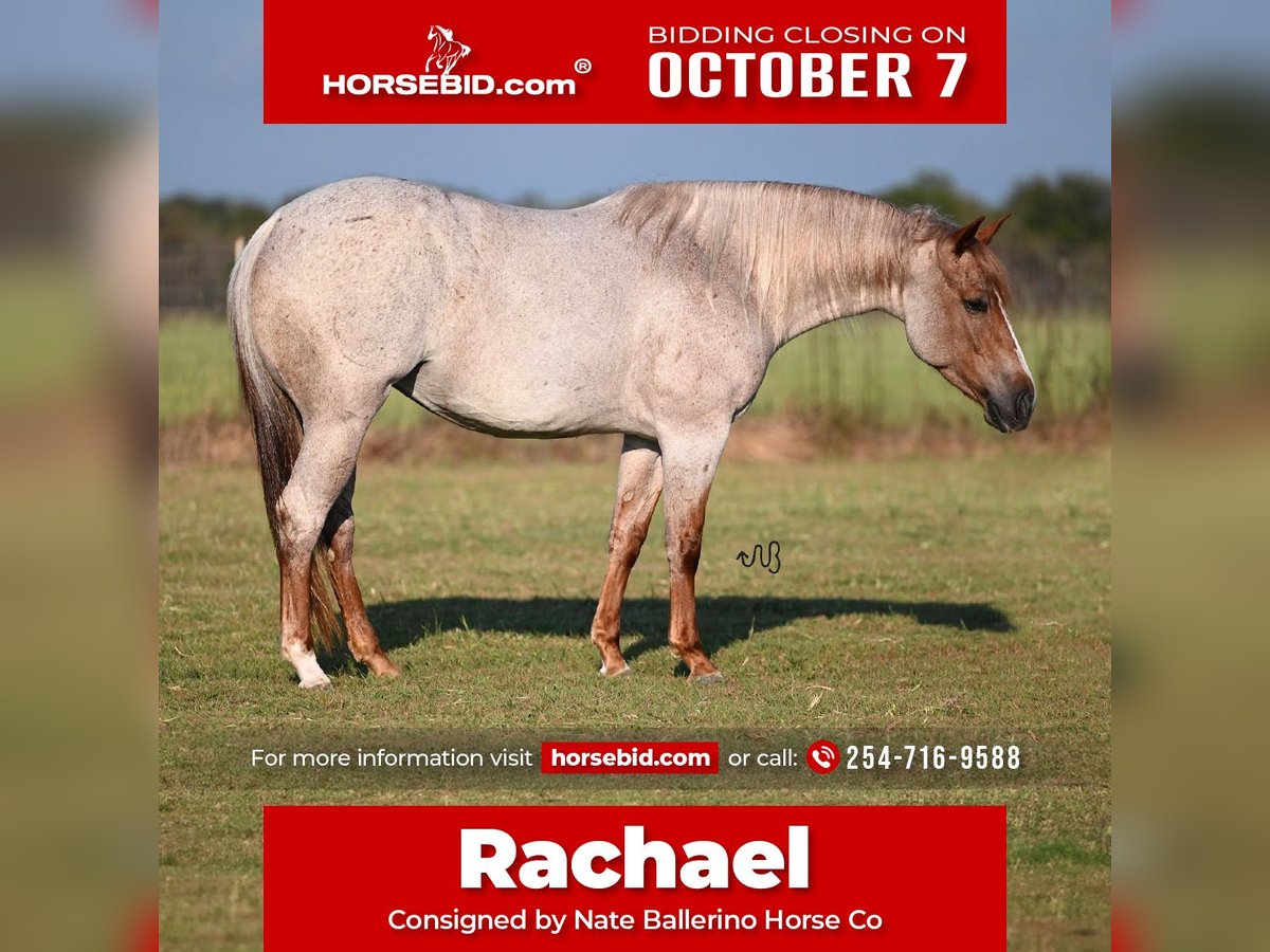 American Quarter Horse Merrie 4 Jaar 150 cm Roan-Red in Waco, TX