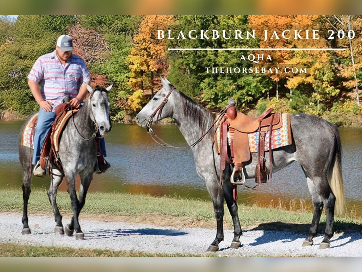 American Quarter Horse Merrie 4 Jaar 150 cm Schimmel in Tompkinsville, KY