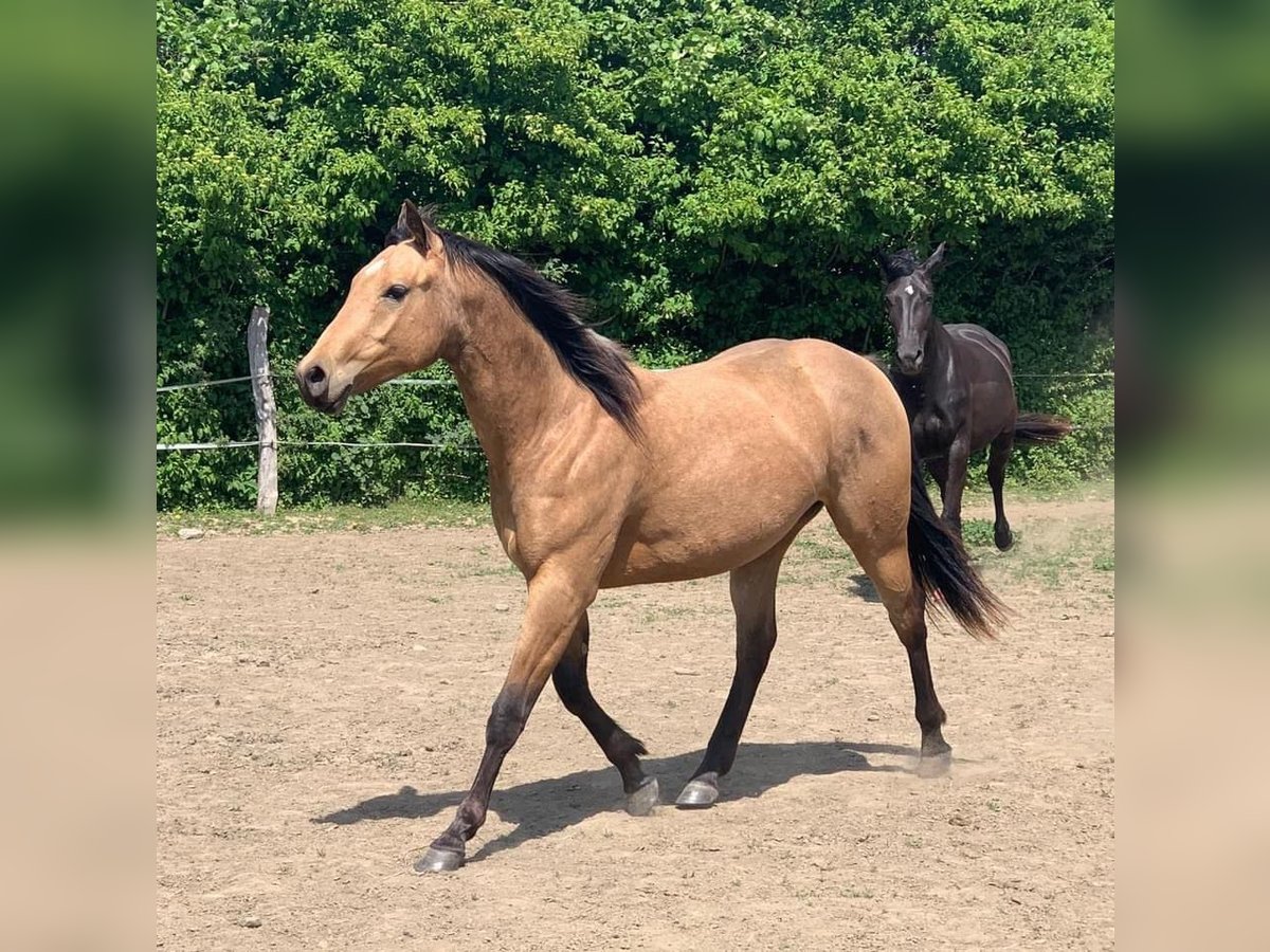 American Quarter Horse Merrie 4 Jaar 152 cm Buckskin in FröndenbergFröndenberg