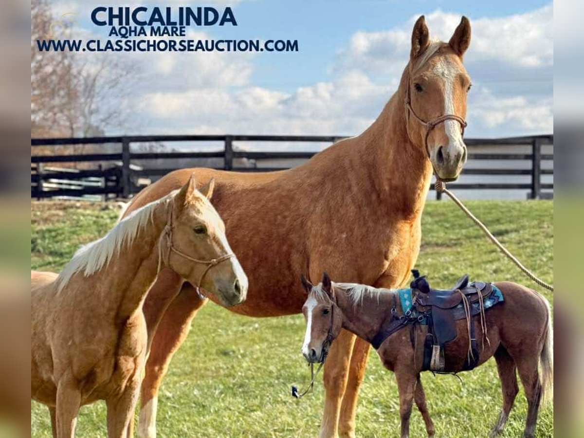 American Quarter Horse Merrie 4 Jaar 152 cm Palomino in Lawrenceburg, KY