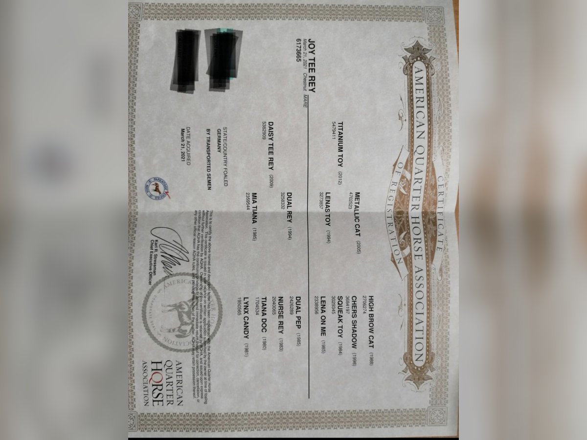 American Quarter Horse Merrie 4 Jaar 153 cm Vos in Ottenhofen