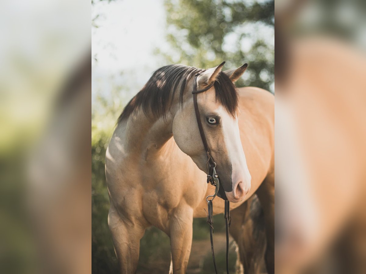 American Quarter Horse Merrie 4 Jaar 155 cm Buckskin in Thierhaupten