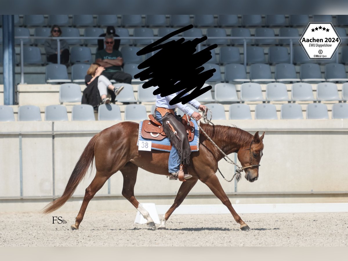 American Quarter Horse Merrie 4 Jaar 155 cm Donkere-vos in Seeheim-Jugenheim