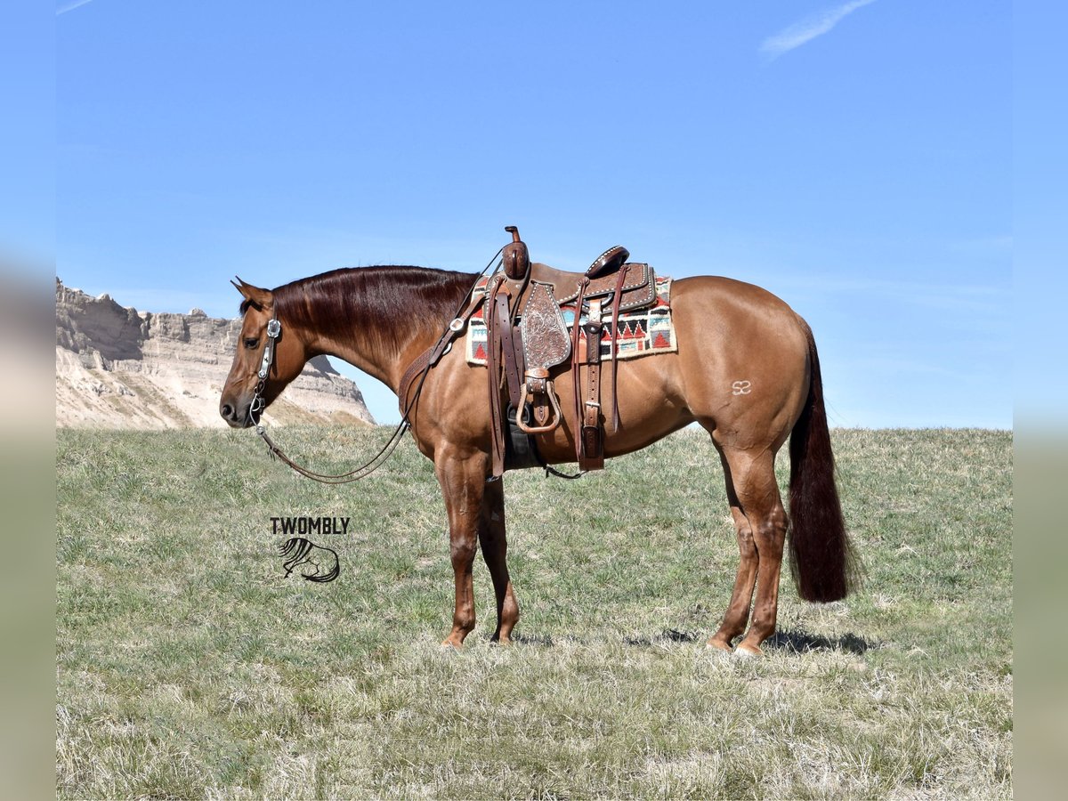 American Quarter Horse Merrie 4 Jaar 157 cm Red Dun in Bayard, Nebraska