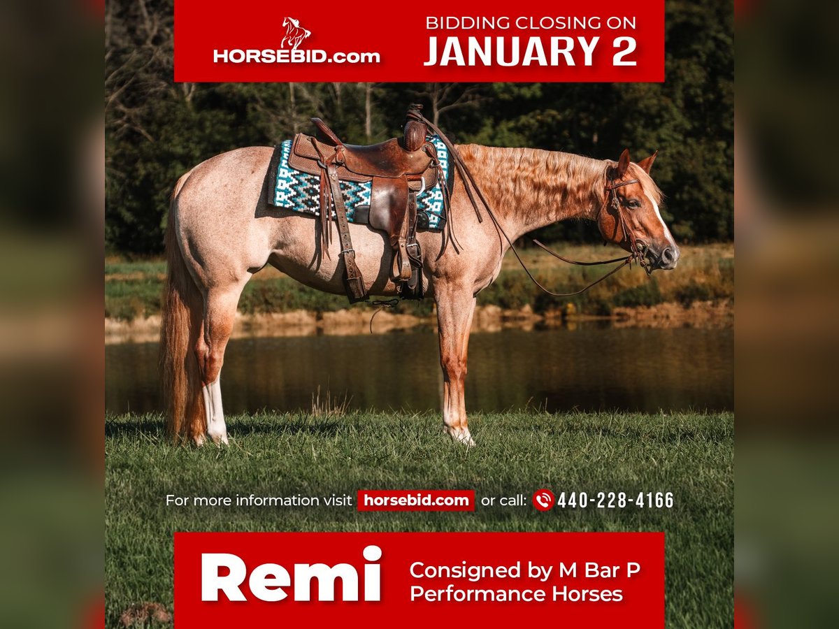 American Quarter Horse Merrie 4 Jaar 157 cm Roan-Red in Pierpont, OH