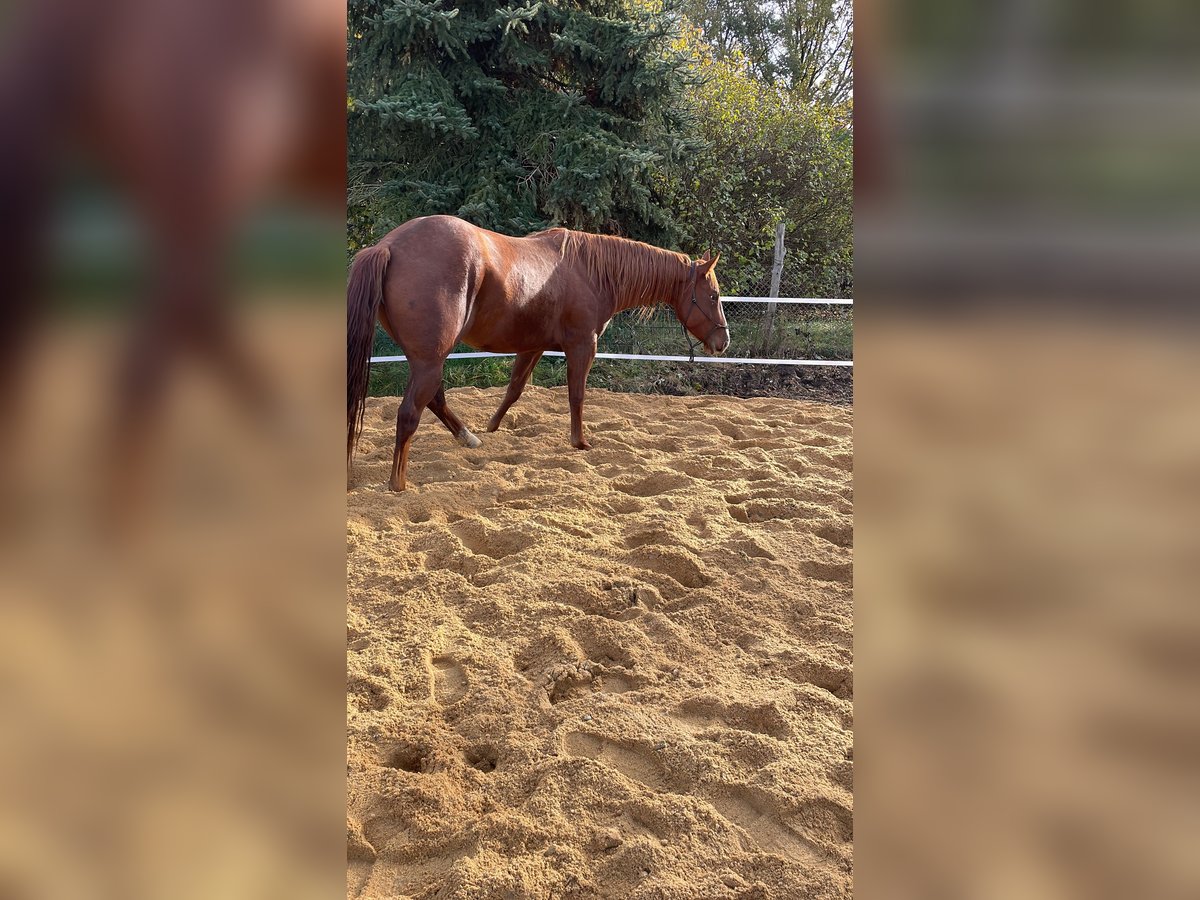 American Quarter Horse Merrie 4 Jaar 163 cm Bruin in Spremberg