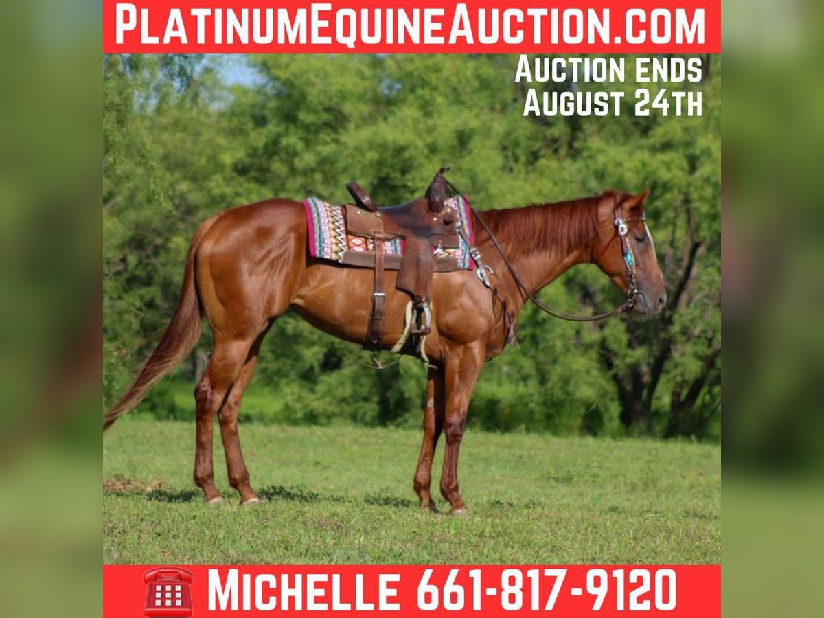 American Quarter Horse Merrie 4 Jaar 163 cm Donkere-vos in Stephenville TX