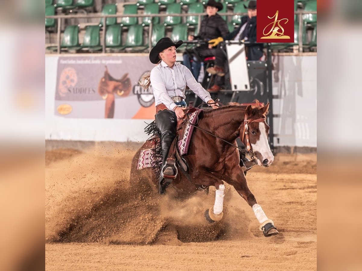 American Quarter Horse Merrie 4 Jaar Donkere-vos in Tannheim