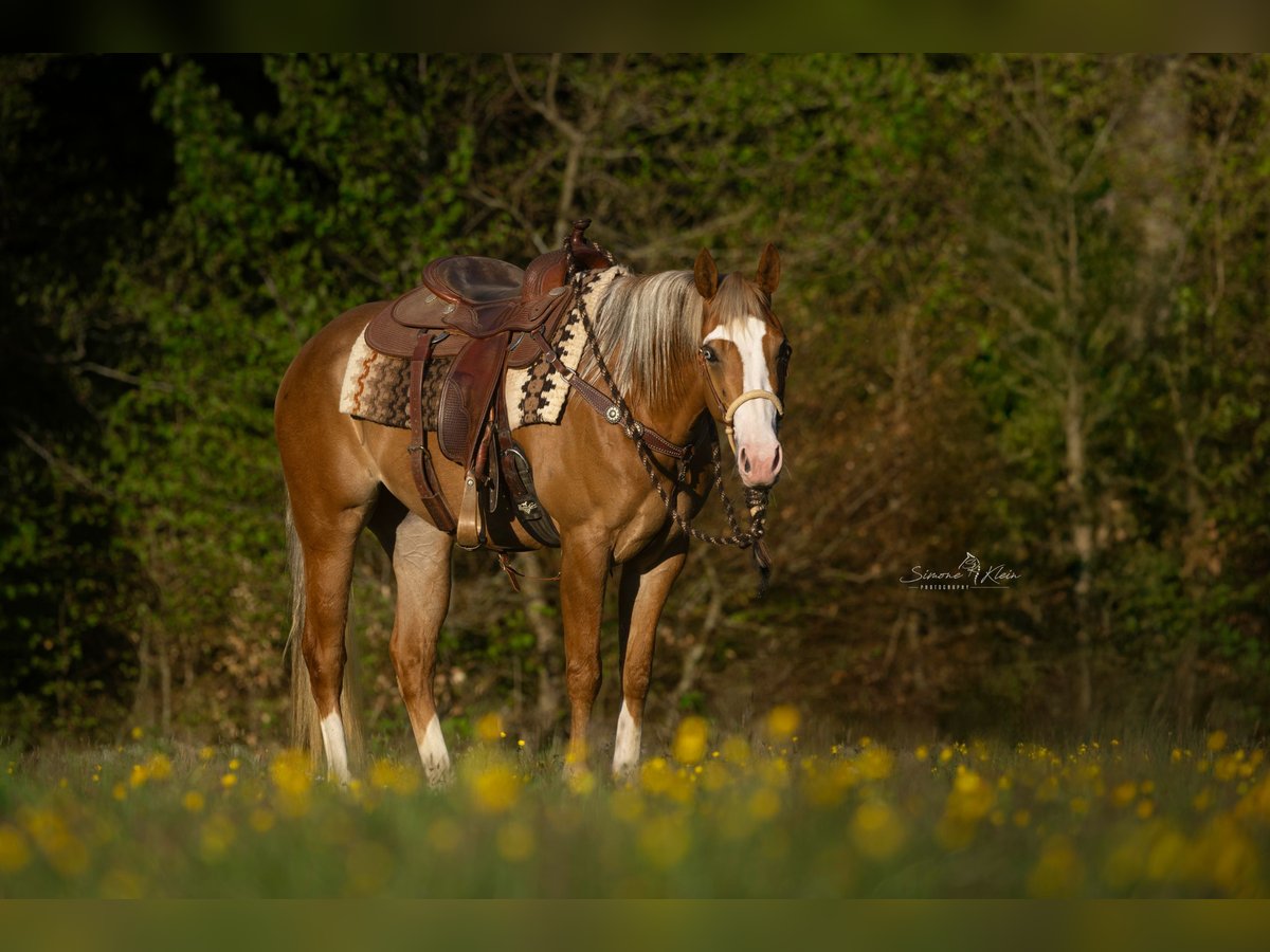 American Quarter Horse Merrie 4 Jaar Roan-Red in Höchstberg