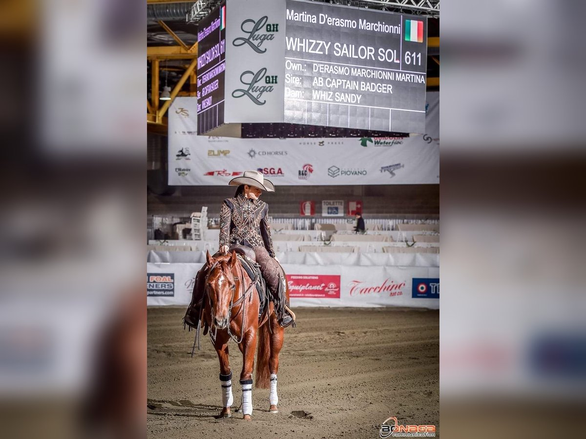 American Quarter Horse Merrie 4 Jaar Vos in ROMA