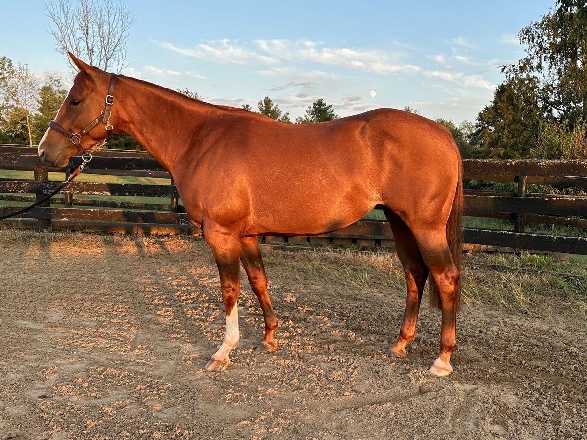 American Quarter Horse Merrie 5 Jaar 142 cm Donkere-vos in Lexington, Kentucky