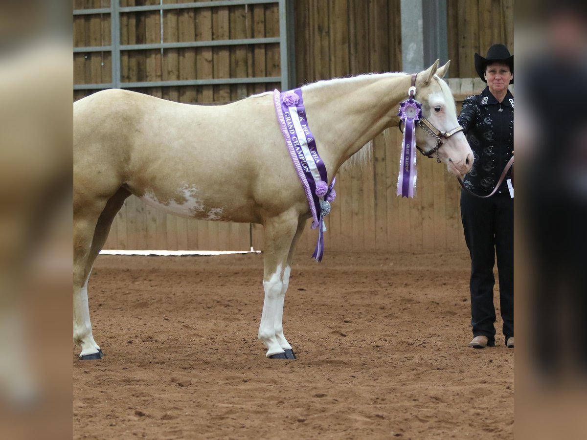 American Quarter Horse Merrie 5 Jaar 145 cm Palomino in Broadway