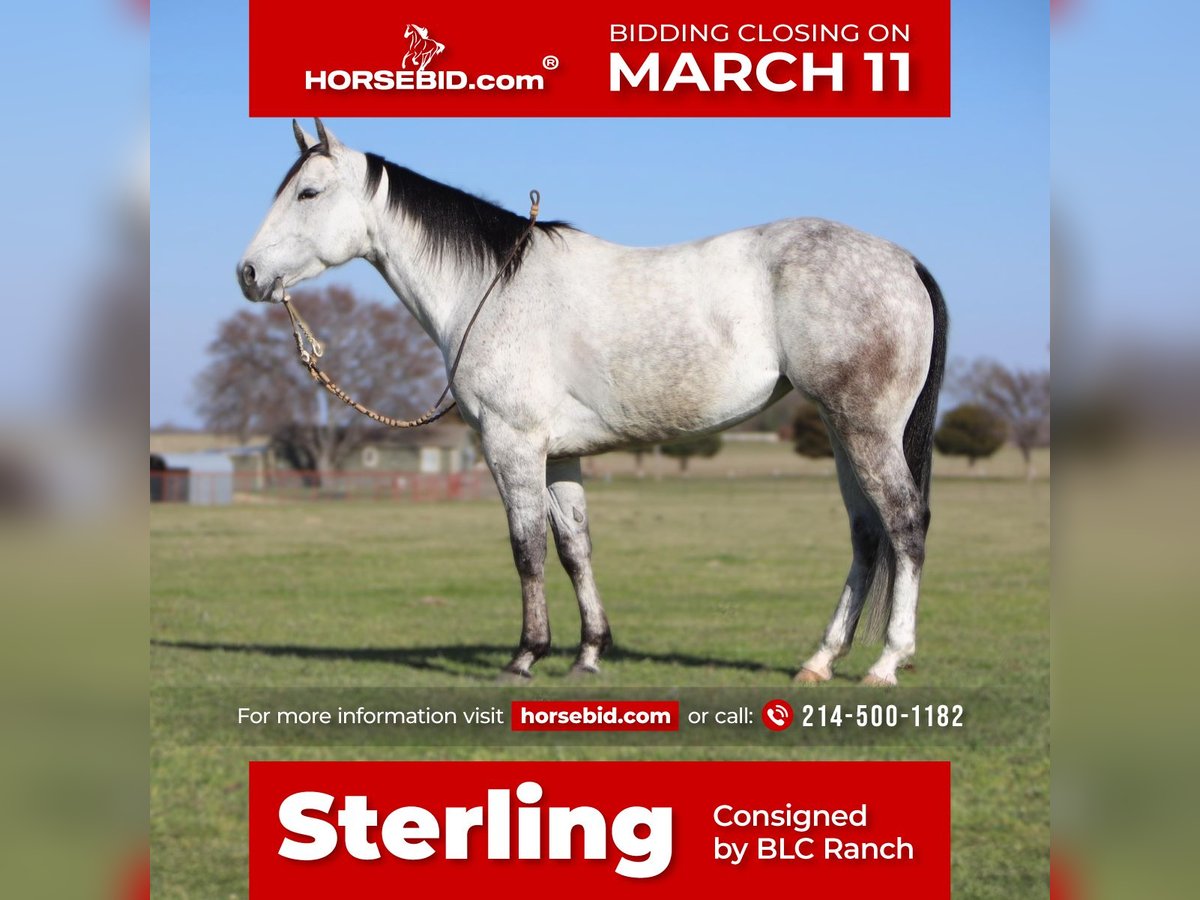 American Quarter Horse Merrie 5 Jaar 145 cm Schimmel in Grand Saline, TX
