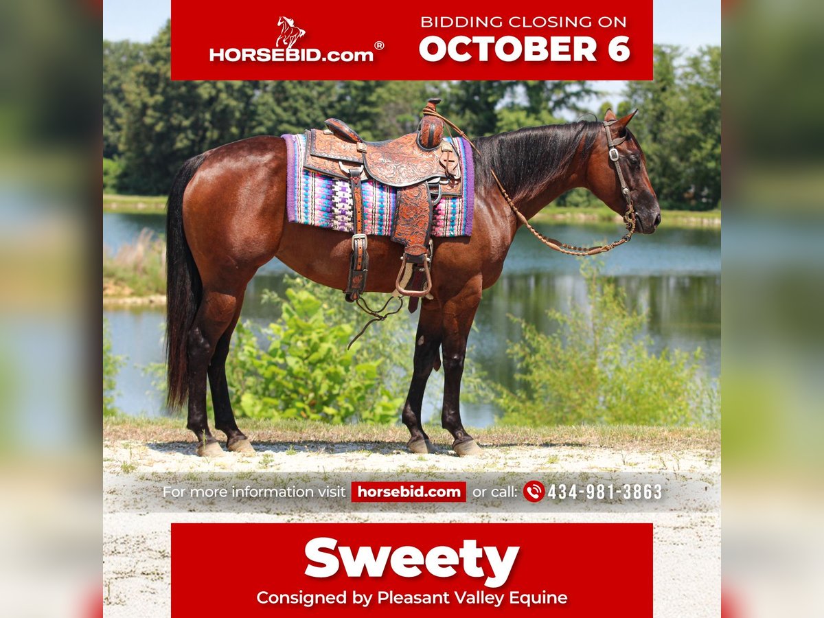 American Quarter Horse Merrie 5 Jaar 147 cm Roodbruin in Robards, KY