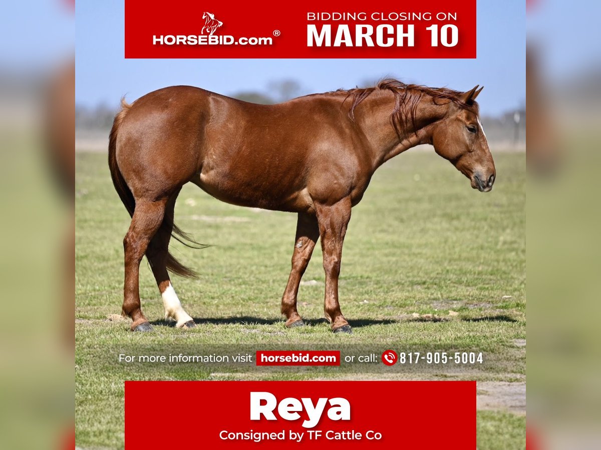 American Quarter Horse Merrie 5 Jaar 147 cm Roodvos in Waco, TX