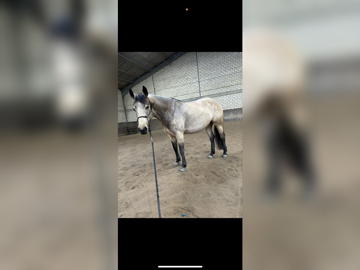 American Quarter Horse Merrie 5 Jaar 148 cm Buckskin in Kevelaer