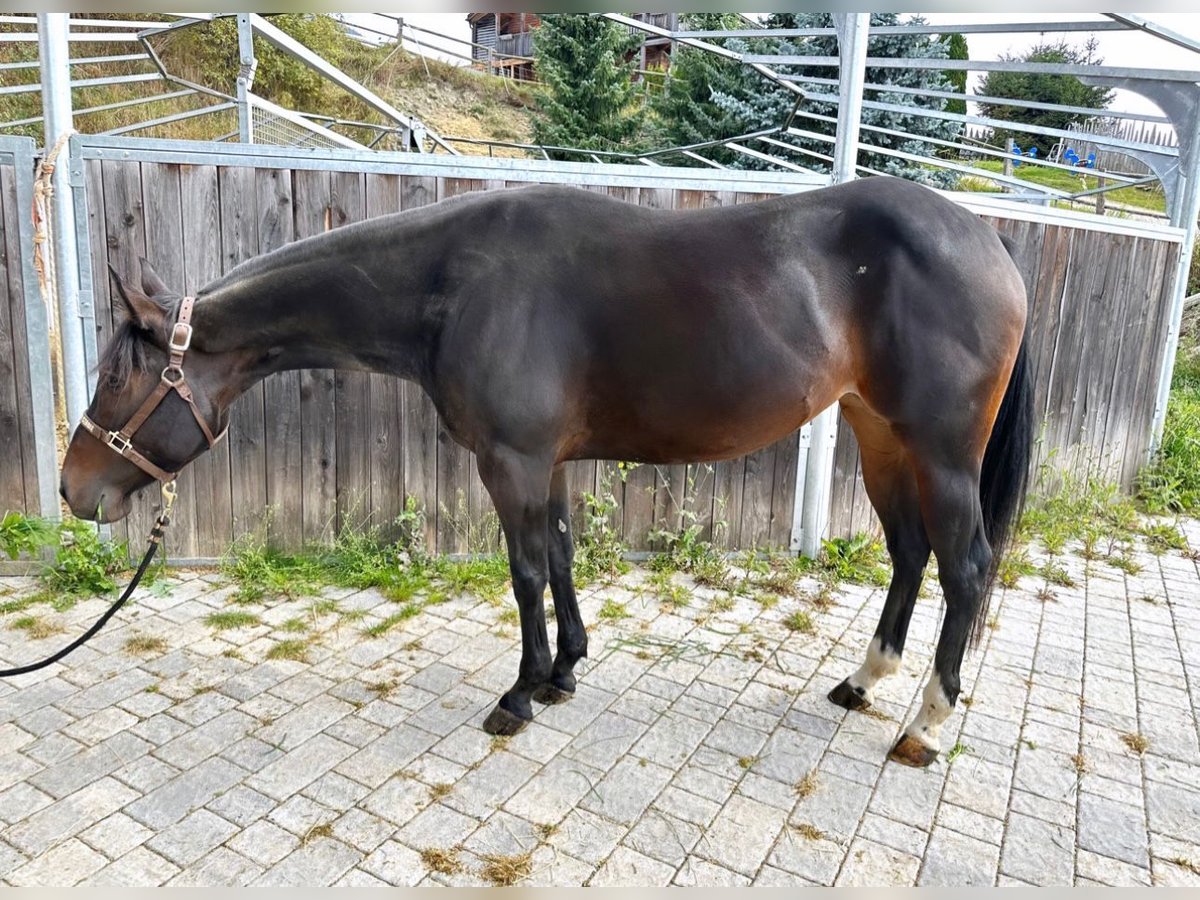 American Quarter Horse Merrie 5 Jaar 150 cm Brauner in Sankt Leonhard in Passeier