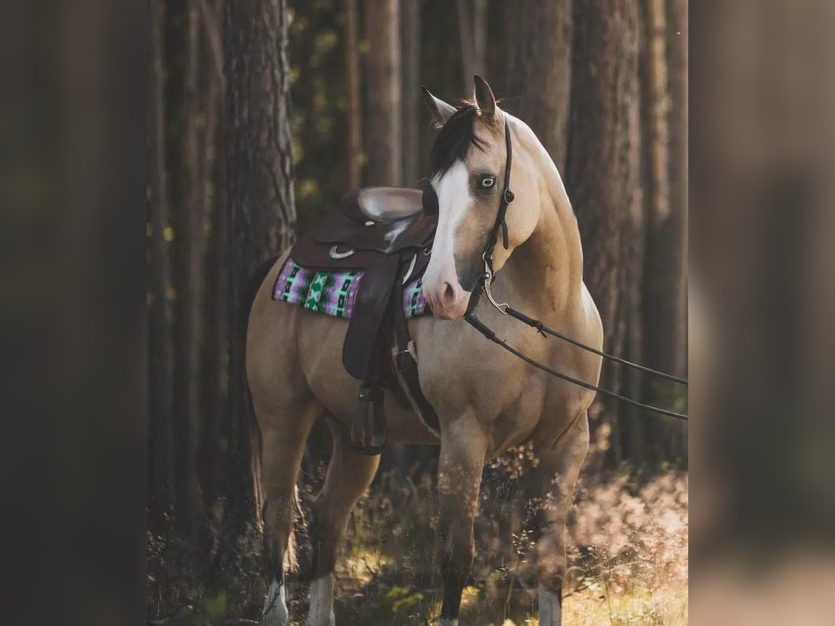 American Quarter Horse Merrie 5 Jaar 150 cm Buckskin in Thierhaupten