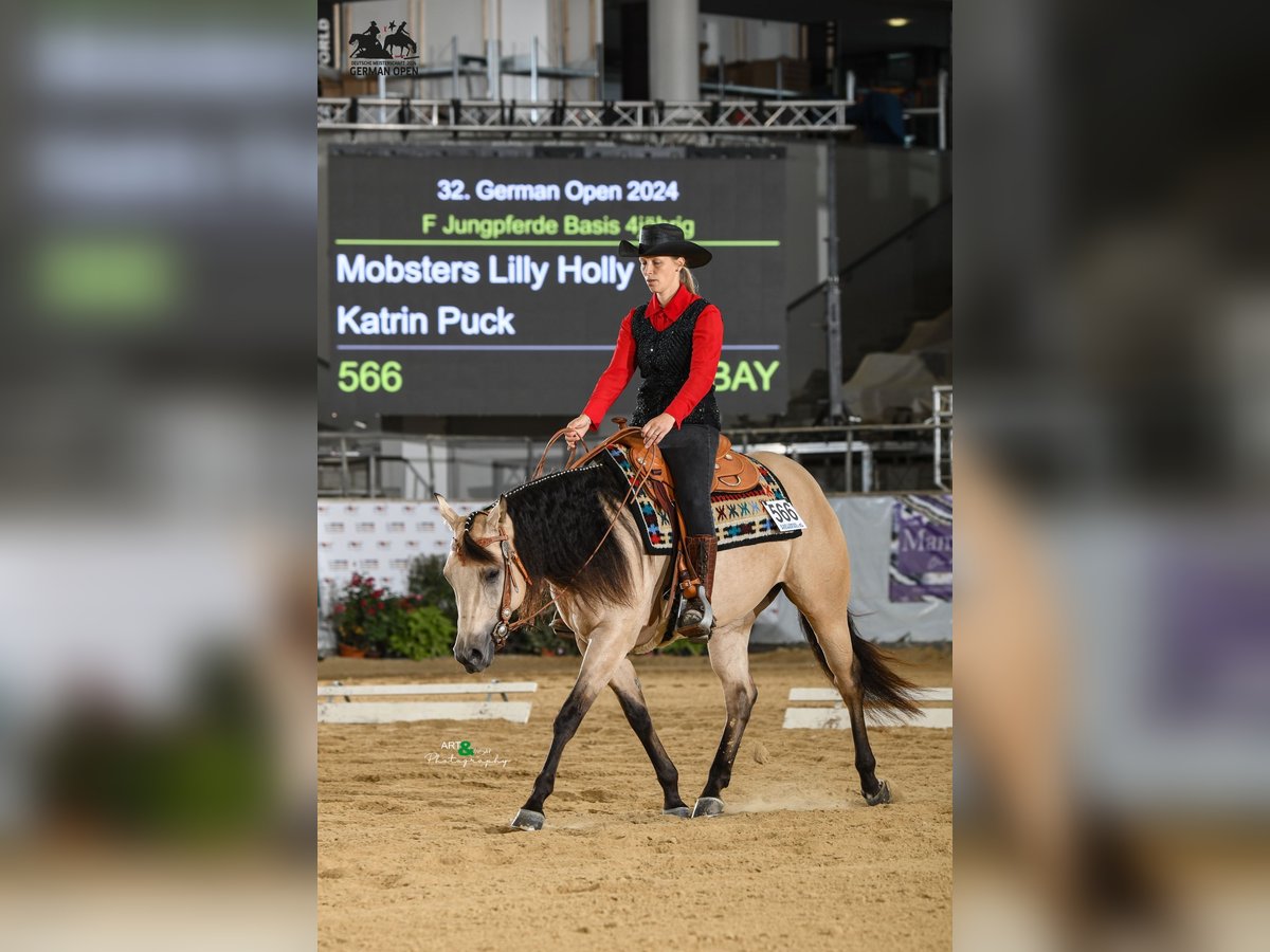 American Quarter Horse Merrie 5 Jaar 150 cm Buckskin in Buchenberg