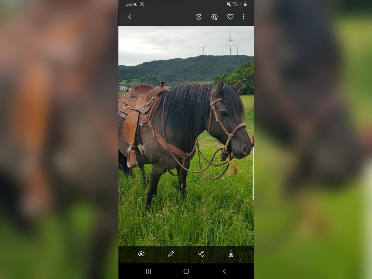 American Quarter Horse Mix Merrie 5 Jaar 150 cm Grullo in Biedenkopf