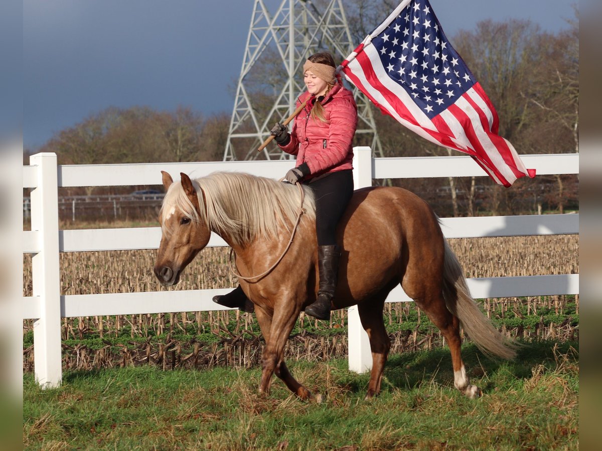 American Quarter Horse Mix Merrie 5 Jaar 150 cm Palomino in Oberhausen