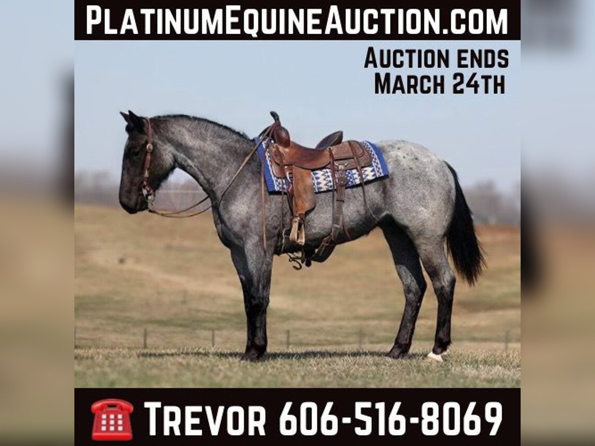 American Quarter Horse Merrie 5 Jaar 152 cm Roan-Blue in Parkers Lake KY