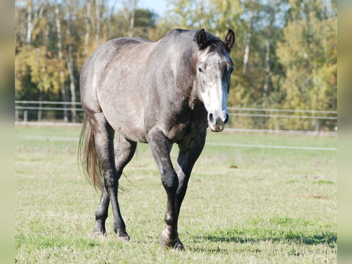 American Quarter Horse Merrie 5 Jaar 152 cm Zwartschimmel in Finsterwalde