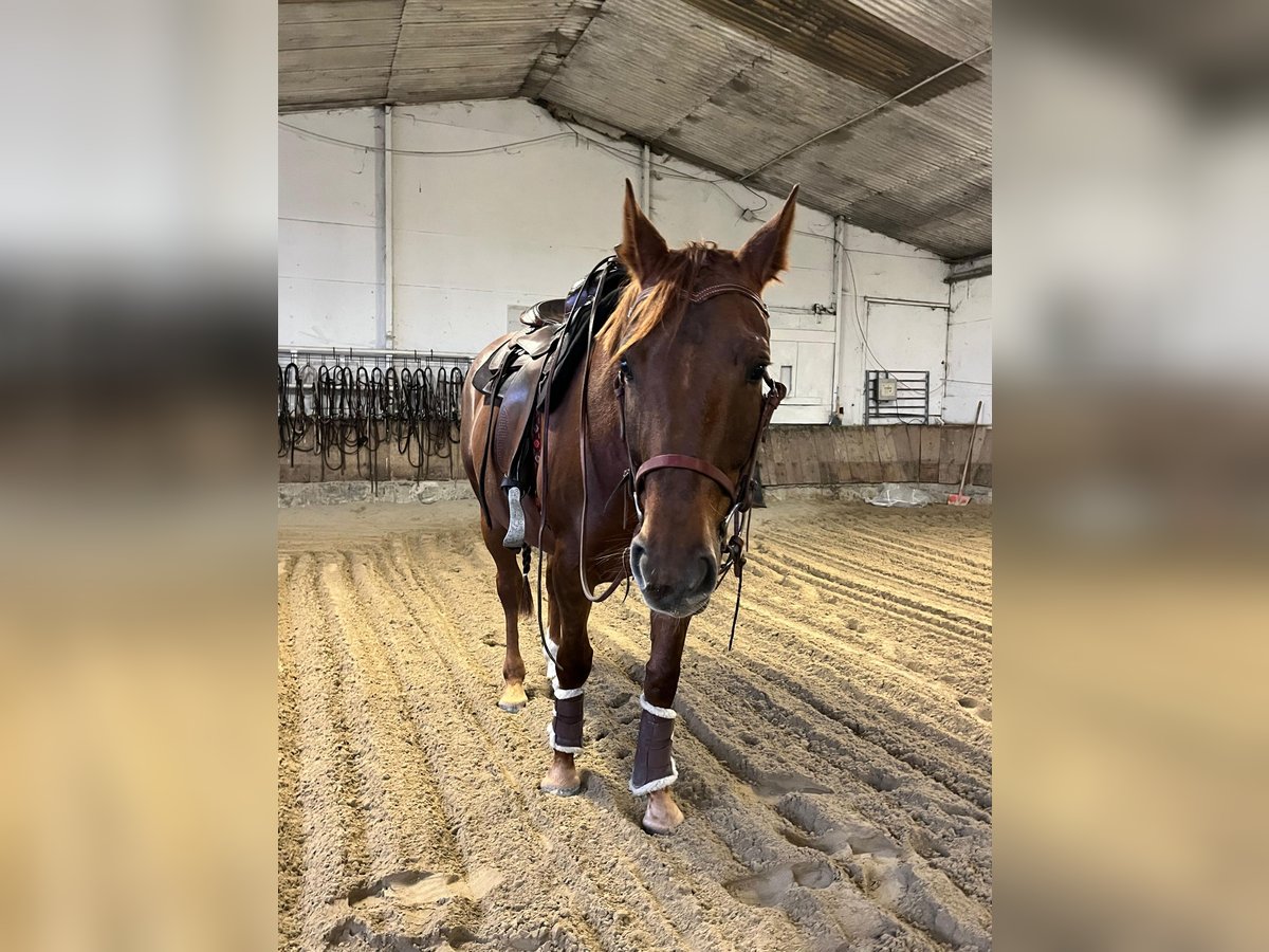 American Quarter Horse Mix Merrie 5 Jaar 157 cm Donkere-vos in Weil am Rhein