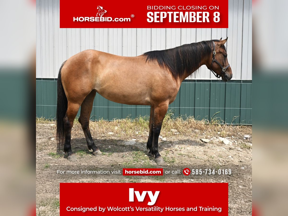 American Quarter Horse Merrie 5 Jaar 157 cm Falbe in Warsaw