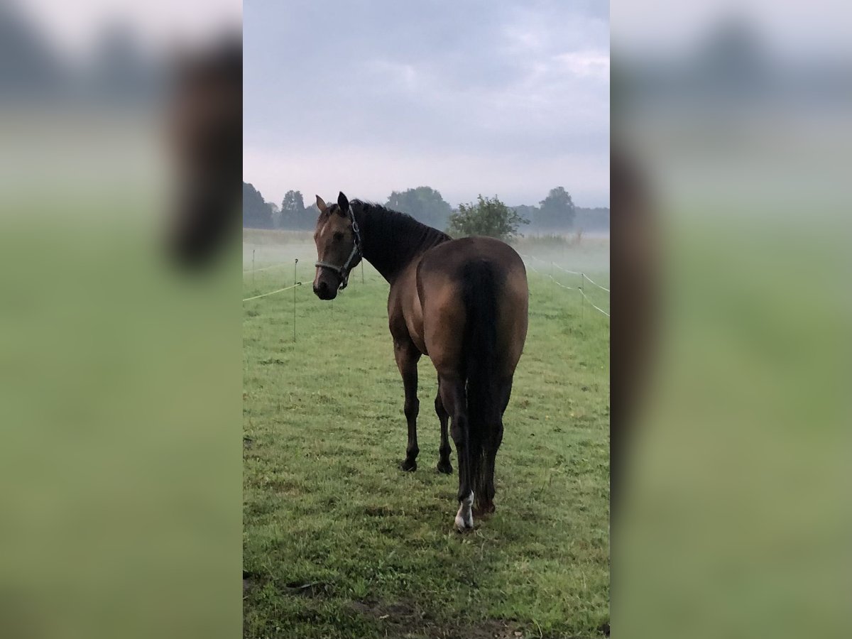 American Quarter Horse Merrie 5 Jaar 159 cm Buckskin in Dissen am Teutoburger Wald