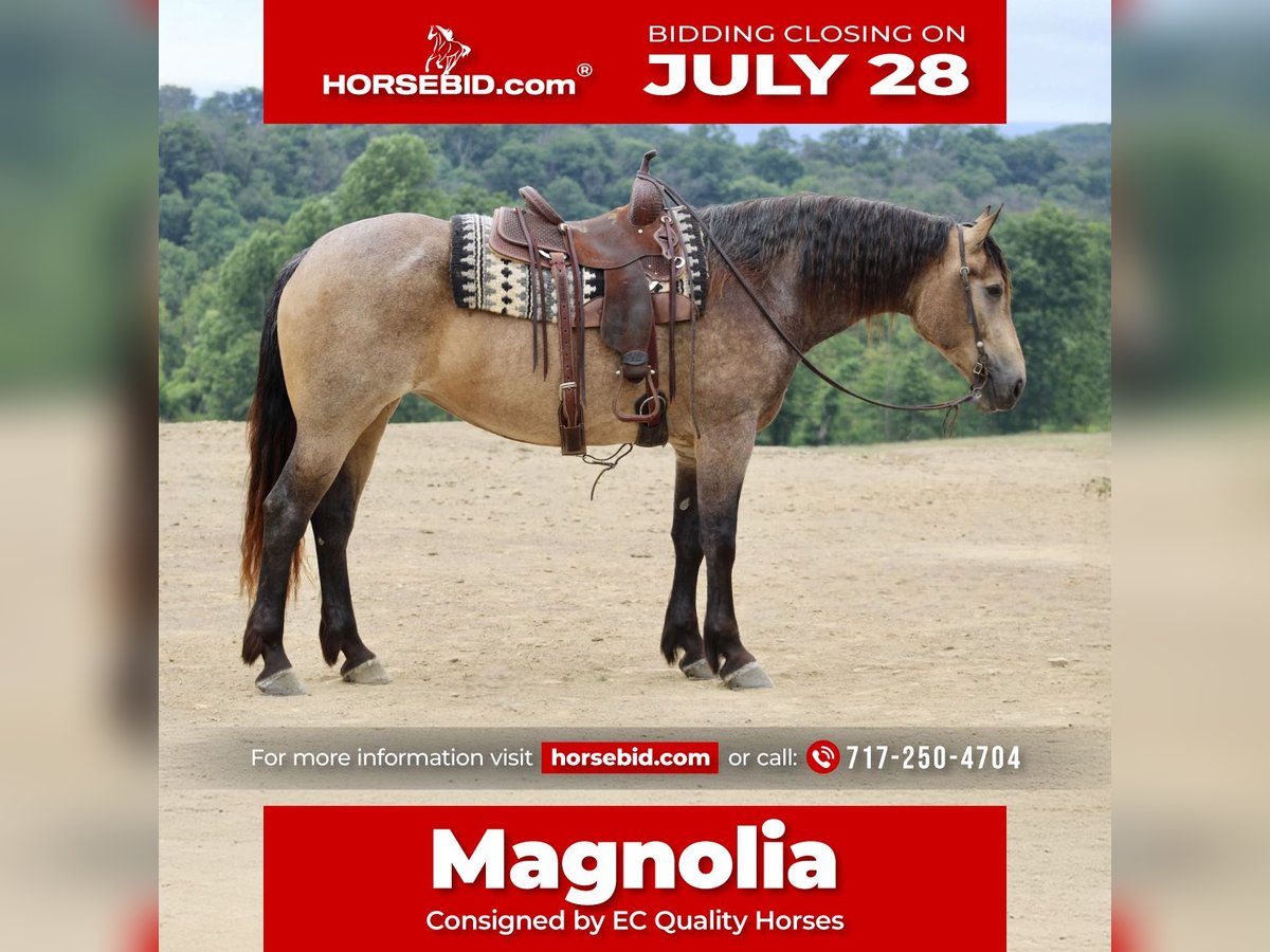 American Quarter Horse Mix Merrie 5 Jaar 163 cm Buckskin in Beaver Springs