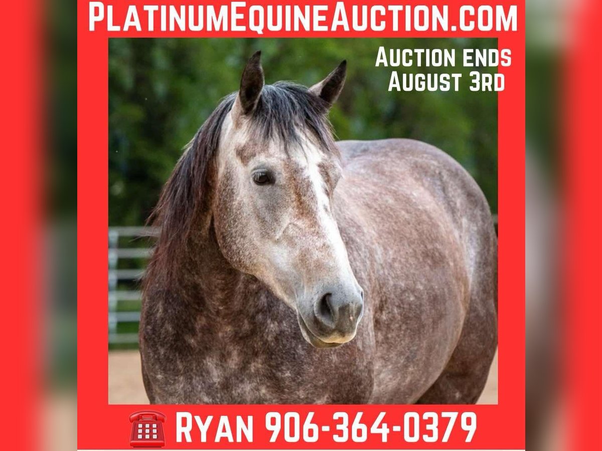 American Quarter Horse Merrie 5 Jaar Appelschimmel in Brooklyn, WI