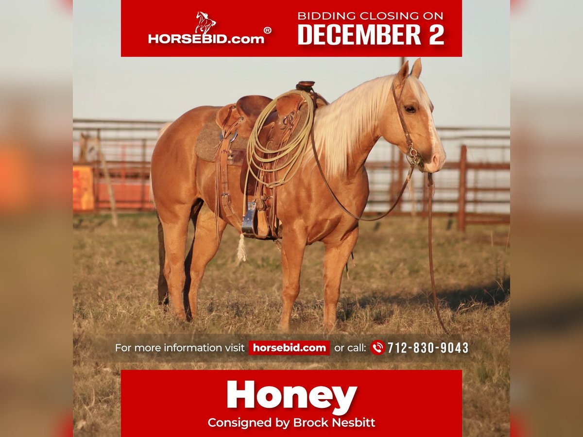 American Quarter Horse Merrie 6 Jaar 142 cm Palomino in Stephenville, TX