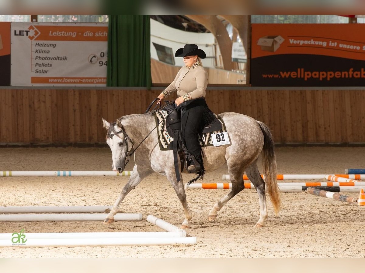 American Quarter Horse Merrie 6 Jaar 145 cm Appelschimmel in Nidderau