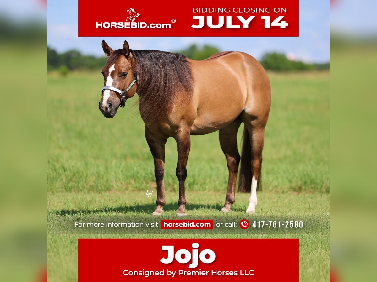 American Quarter Horse Merrie 6 Jaar 145 cm Red Dun in Buffalo, MO