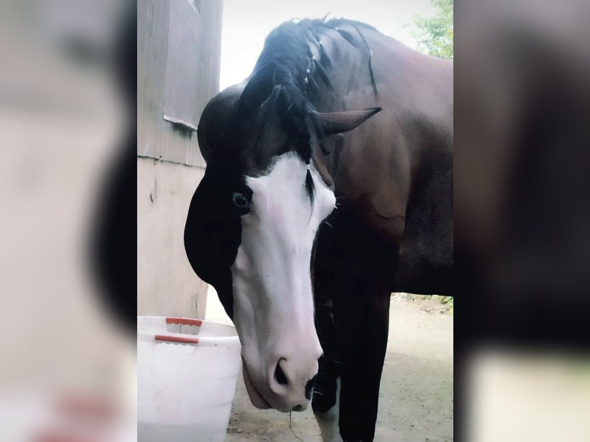 American Quarter Horse Merrie 6 Jaar 147 cm Gevlekt-paard in Burladingen