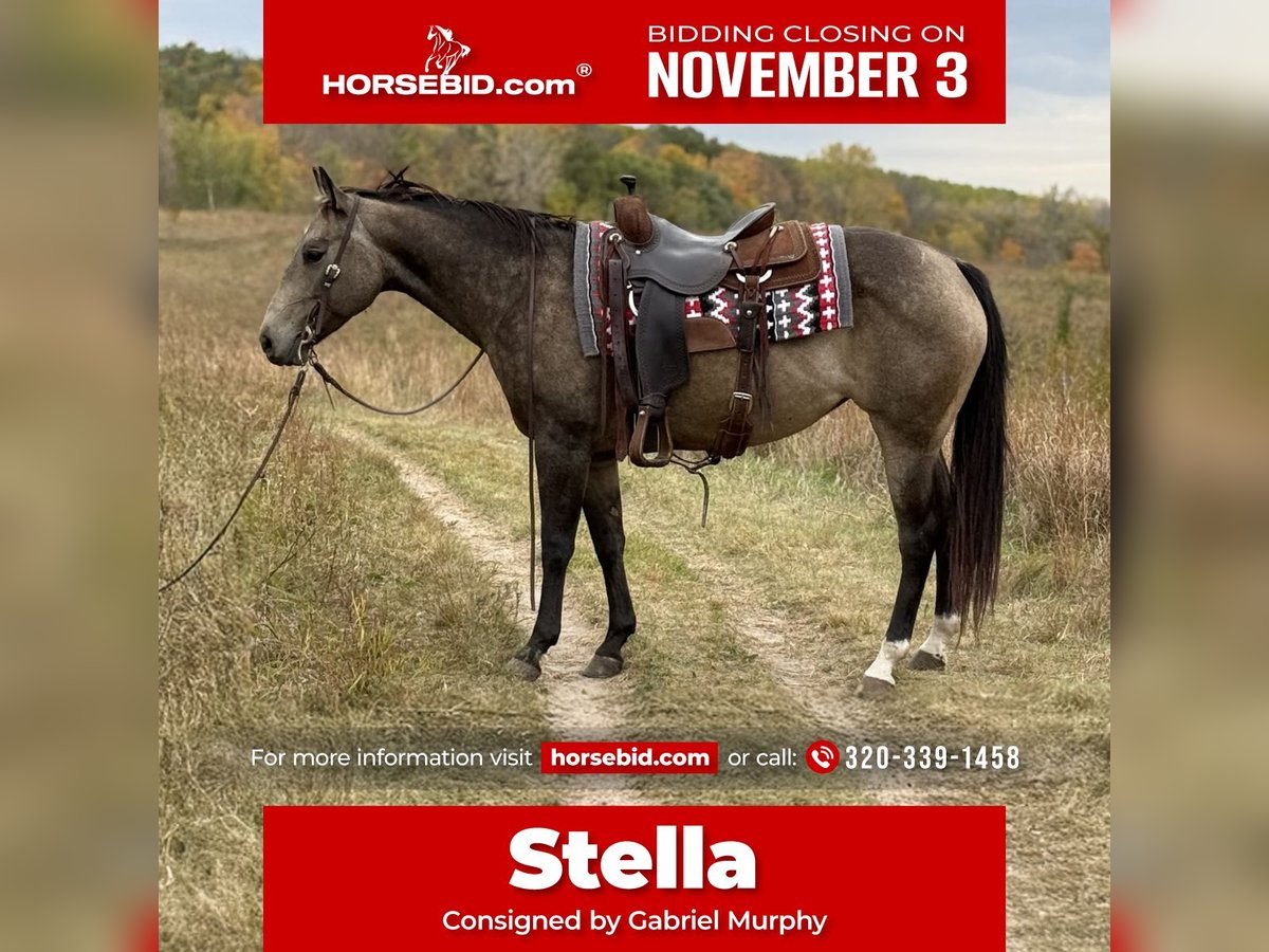 American Quarter Horse Merrie 6 Jaar 150 cm Buckskin in Cannon Falls